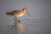 Stephen Nobbs - Godwit probing for food